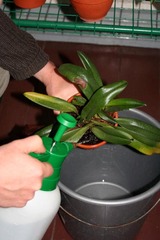 Orchideen giessen & übersprühen